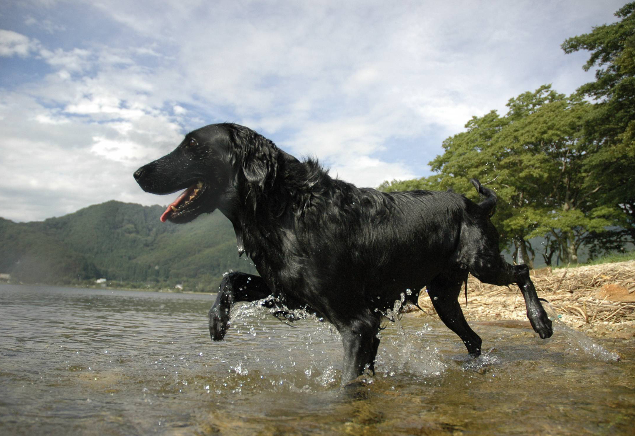 八王子市の犬のしつけ訓練ドッグスクールマリン