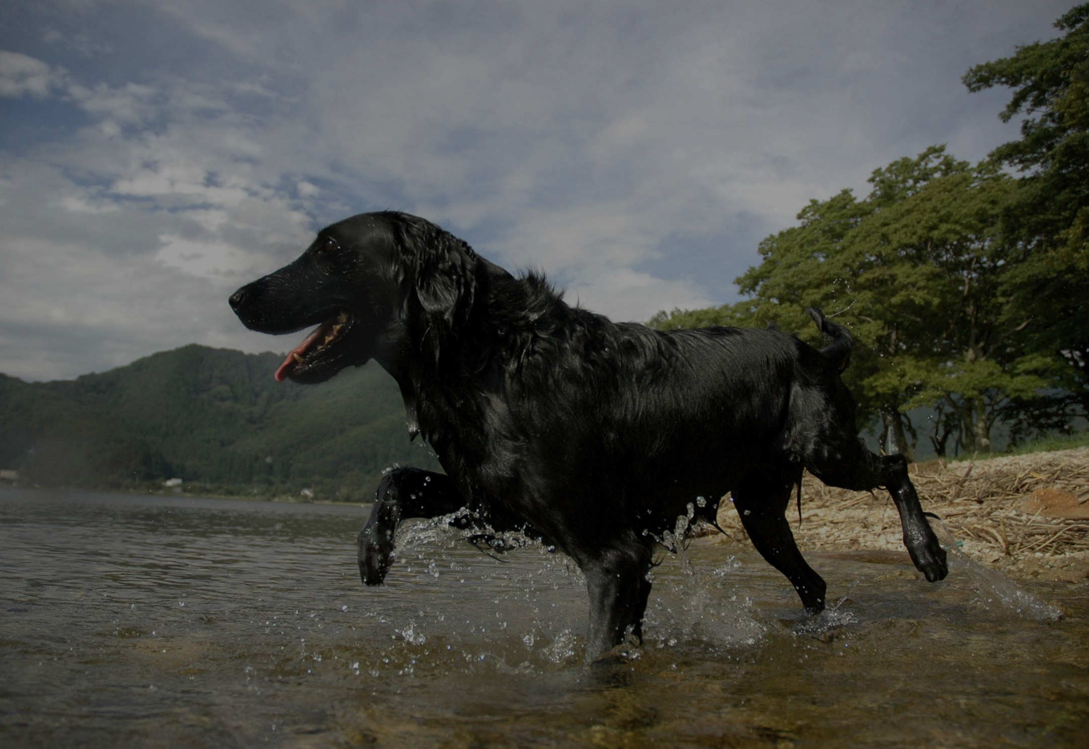 八王子市の犬のしつけ訓練ドッグスクールマリン