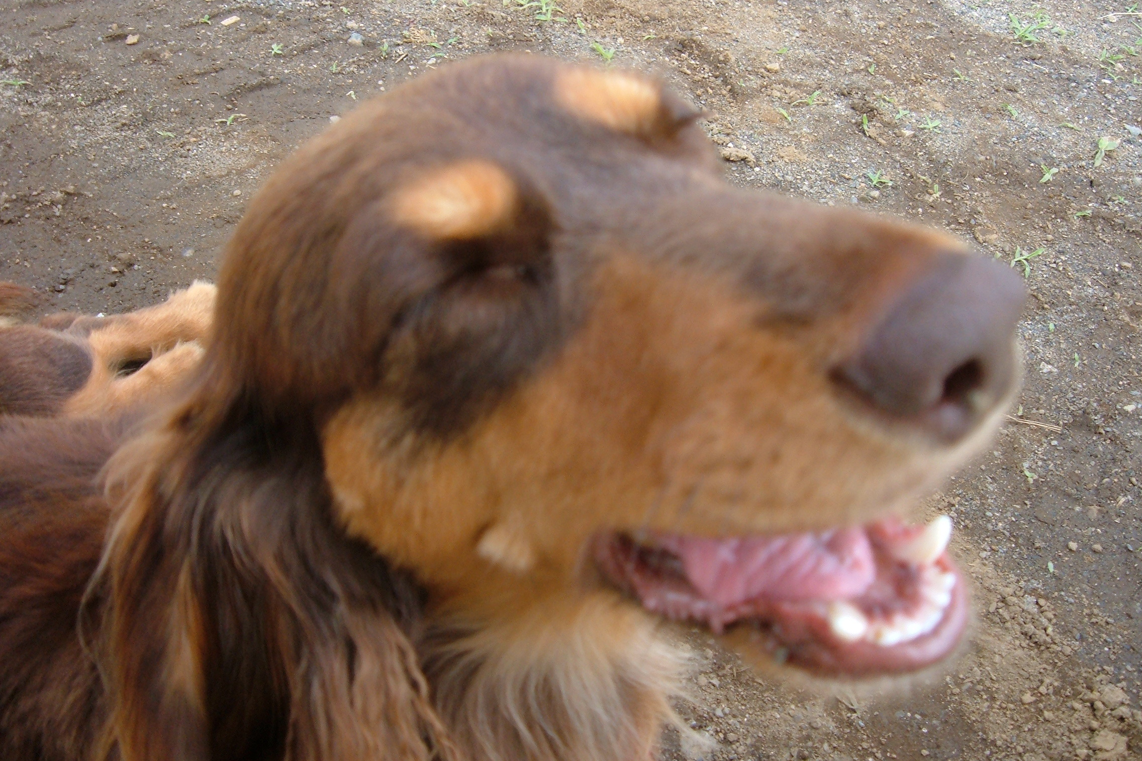 八王子市の犬のしつけ訓練ドッグスクールマリン