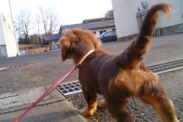 八王子市の犬のしつけ訓練ドッグスクールマリン