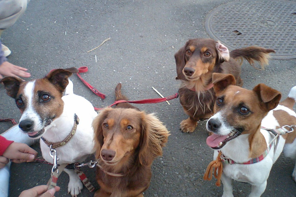 八王子市の犬のしつけ訓練ドッグスクールマリン