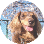 八王子市の犬のしつけ訓練ドッグスクールマリン