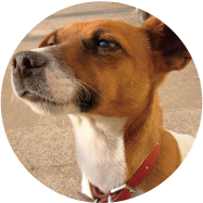 八王子市の犬のしつけ訓練ドッグスクールマリン