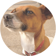 八王子市の犬のしつけ訓練ドッグスクールマリン