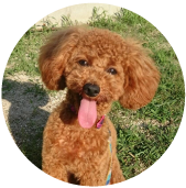 八王子市の犬のしつけ訓練ドッグスクールマリン