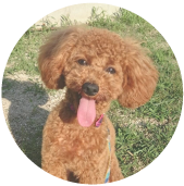 八王子市の犬のしつけ訓練ドッグスクールマリン