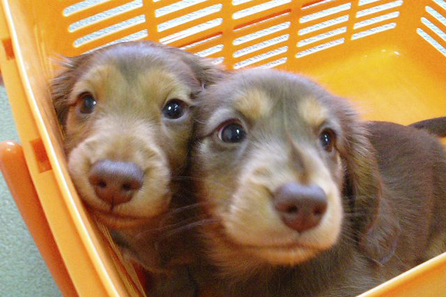 八王子市の犬のしつけ訓練ドッグスクールマリン
