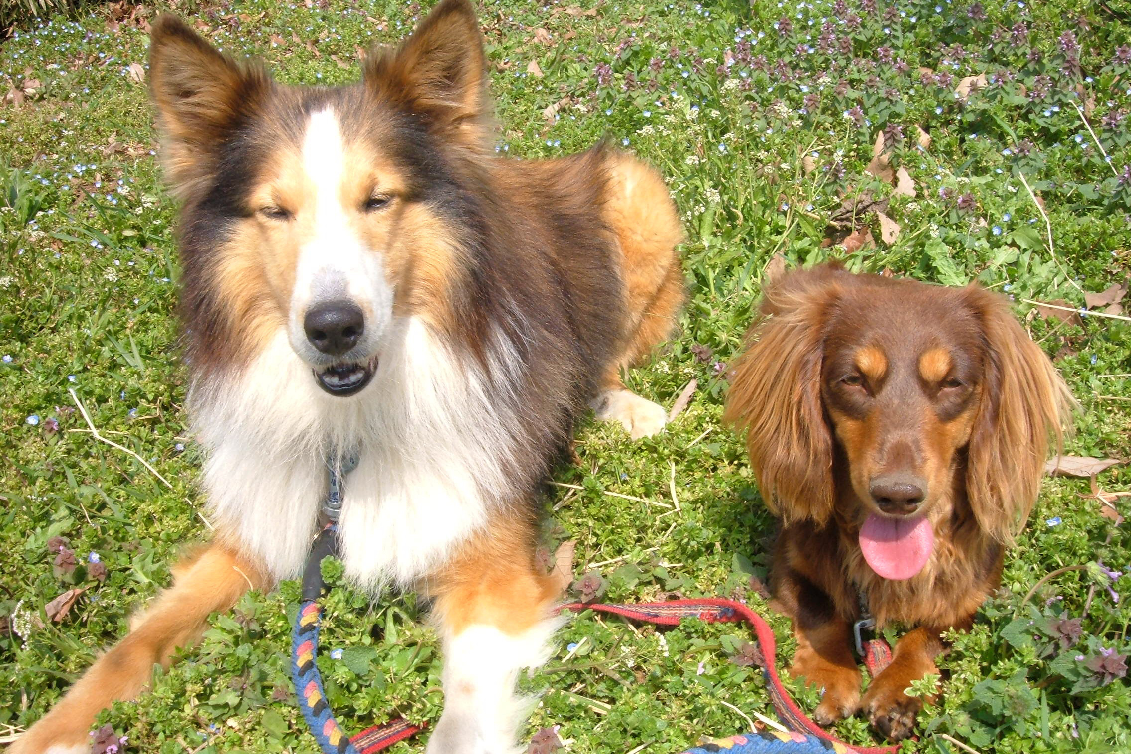 八王子市の犬のしつけ訓練ドッグスクールマリン