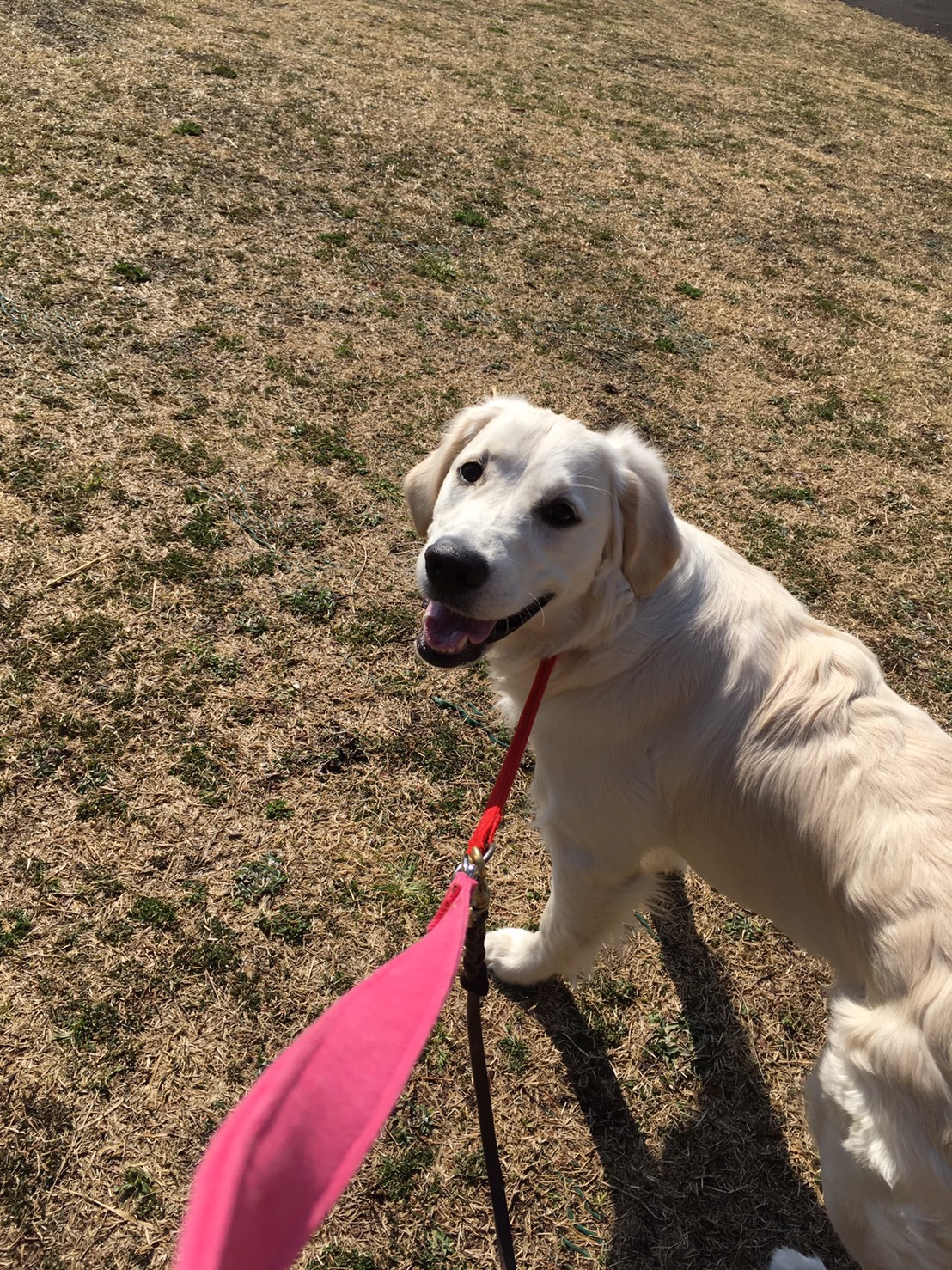 八王子の犬のしつけ訓練ドッグスクールマリン