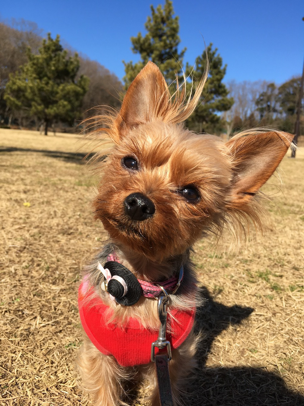 八王子の犬のしつけ訓練ドッグスクールマリン