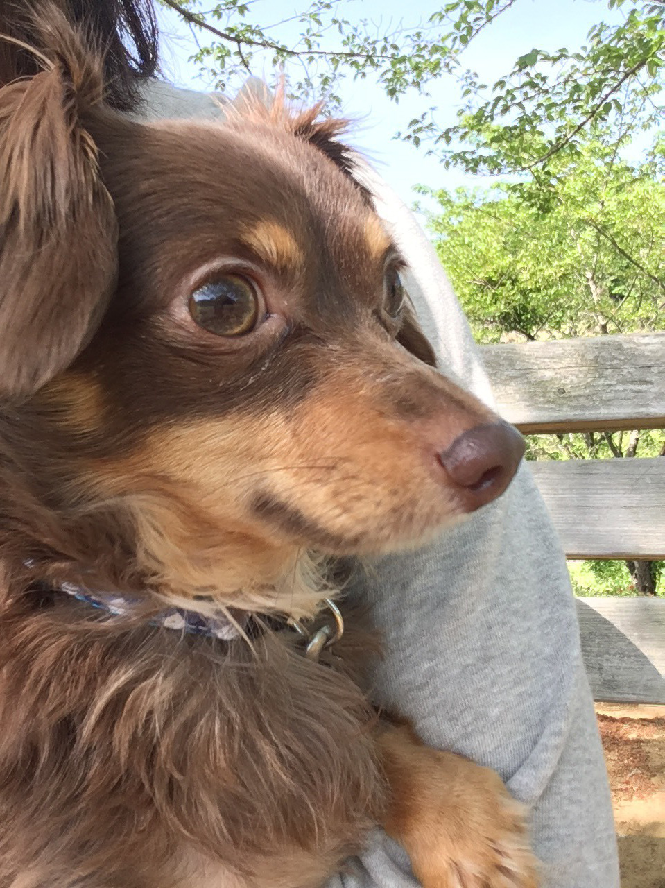 八王子の犬のしつけ訓練ドッグスクールマリン