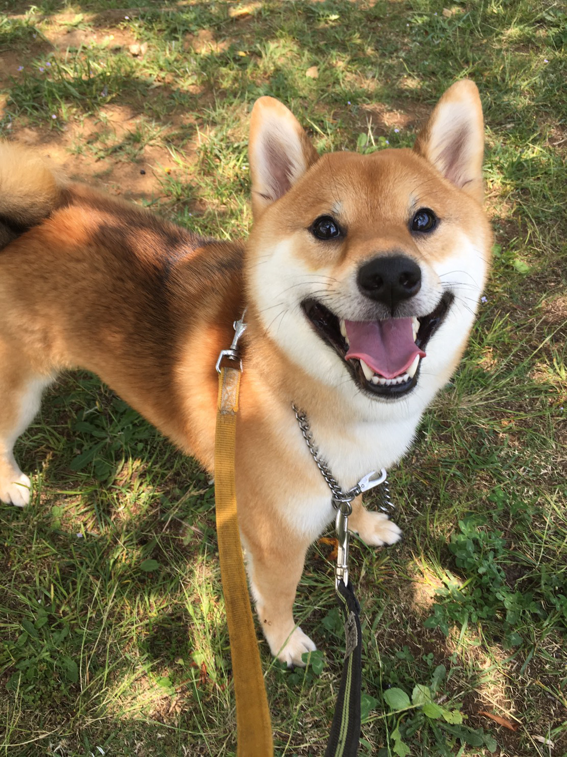八王子の犬のしつけ訓練ドッグスクールマリン