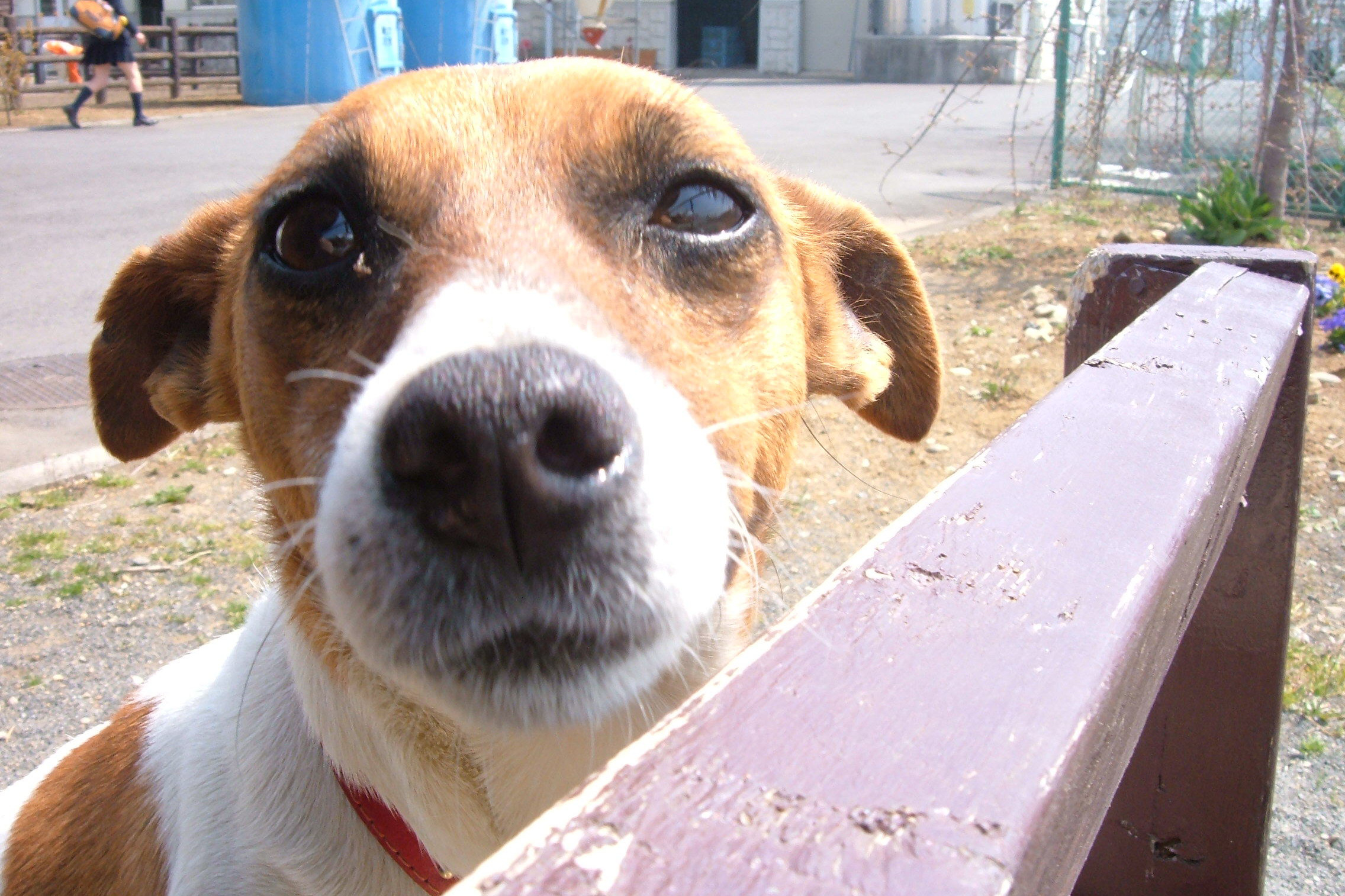 八王子市の犬のしつけ訓練ドッグスクールマリン
