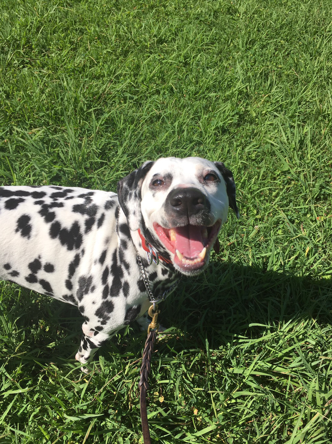 八王子の犬のしつけ訓練ドッグスクールマリン