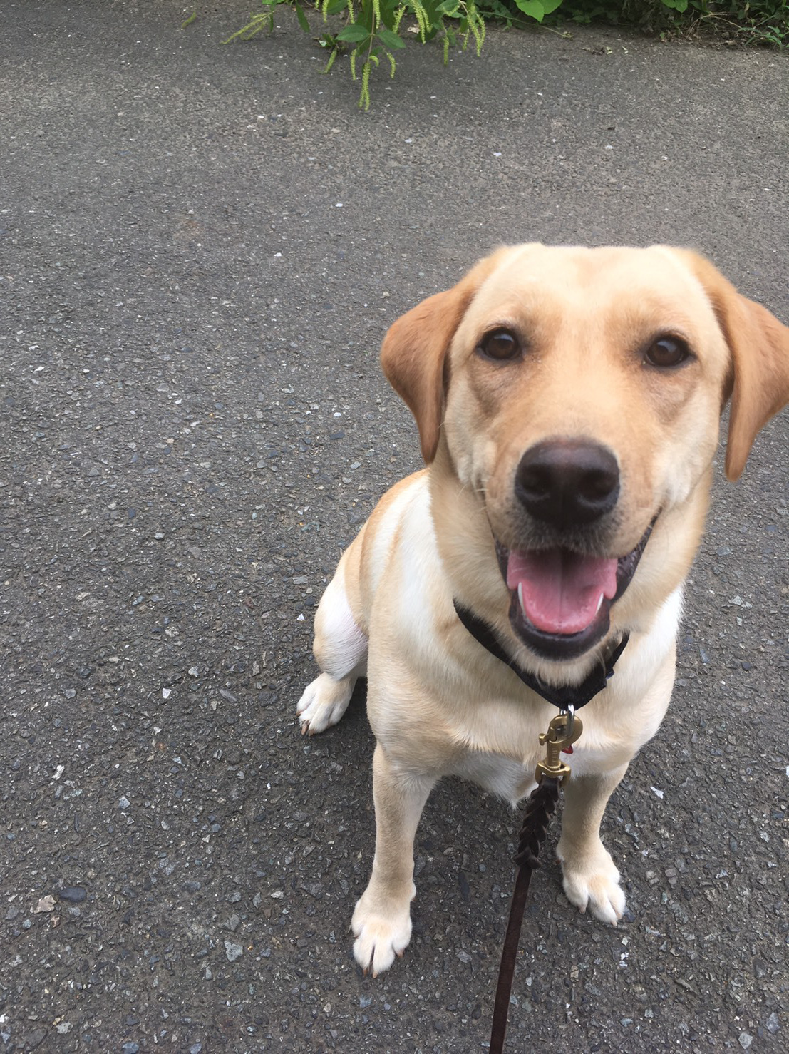 八王子の犬のしつけ訓練ドッグスクールマリン