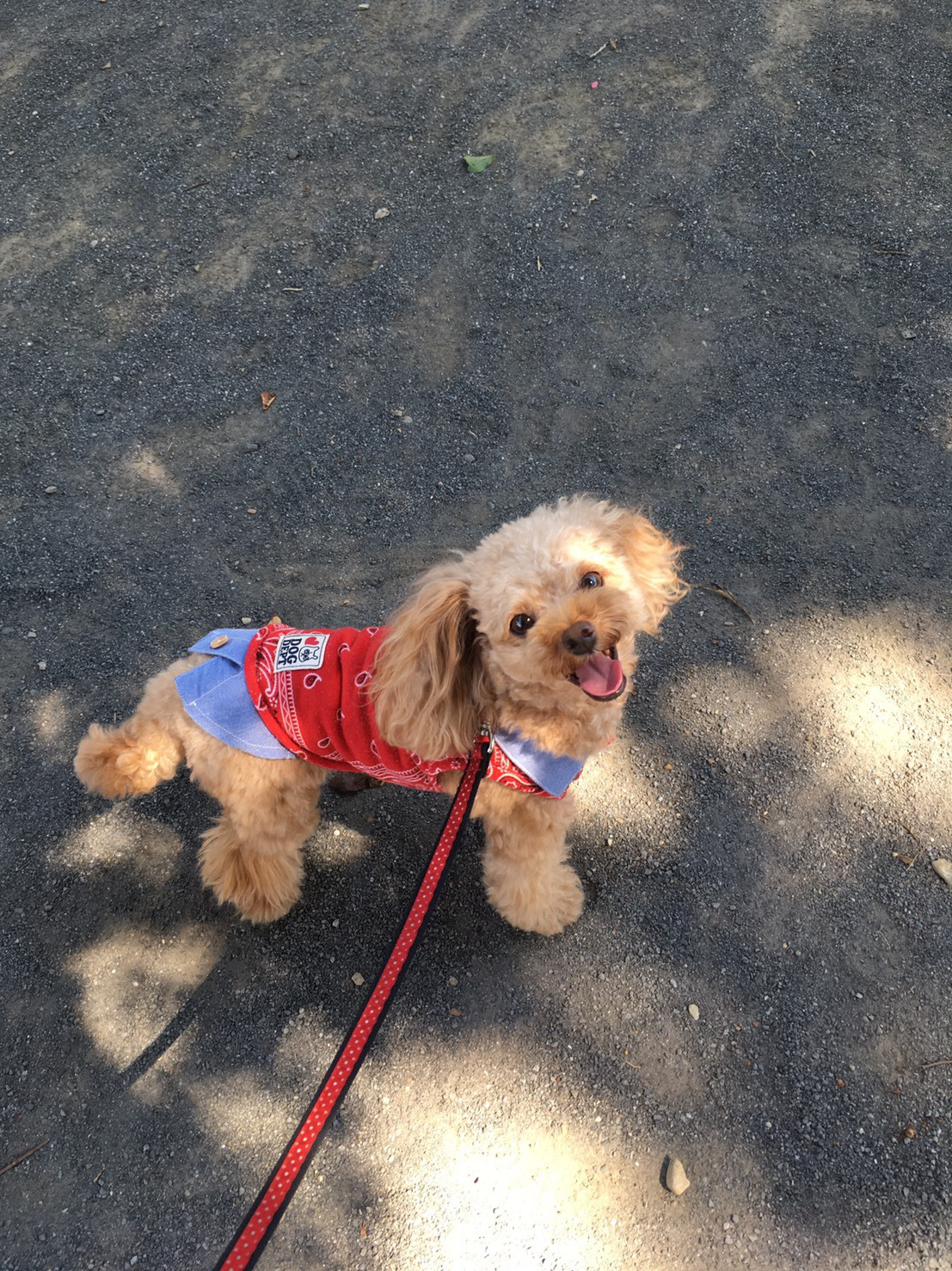 八王子の犬のしつけ訓練ドッグスクールマリン