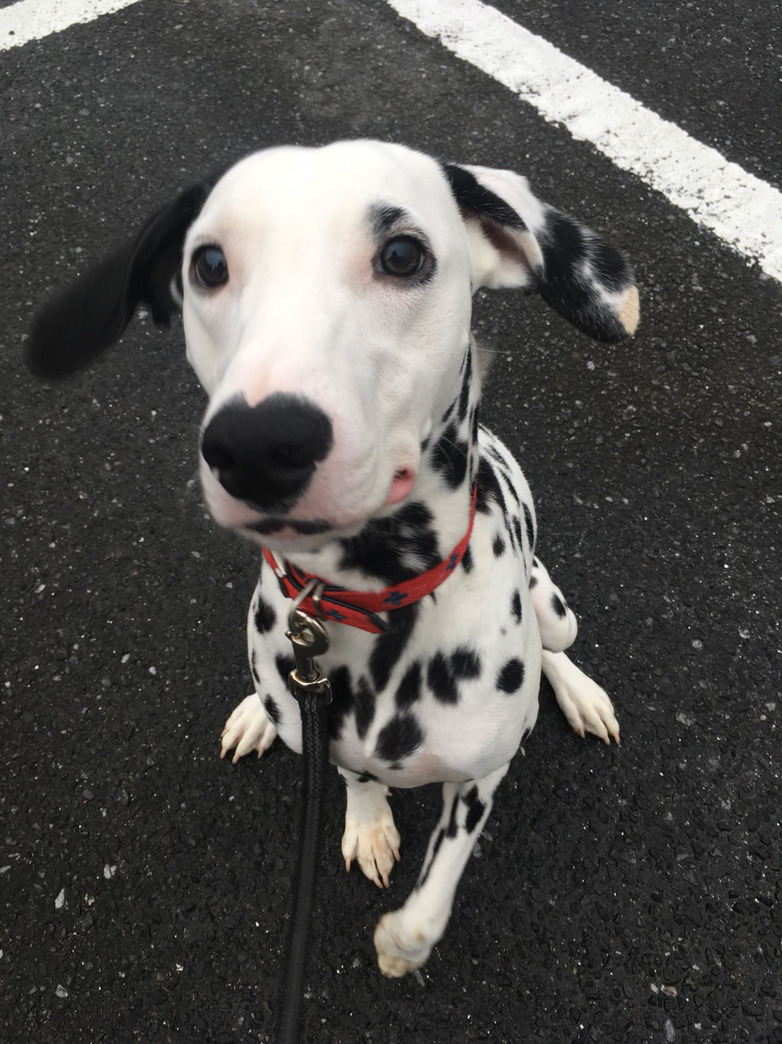 八王子の犬のしつけ訓練ドッグスクールマリン