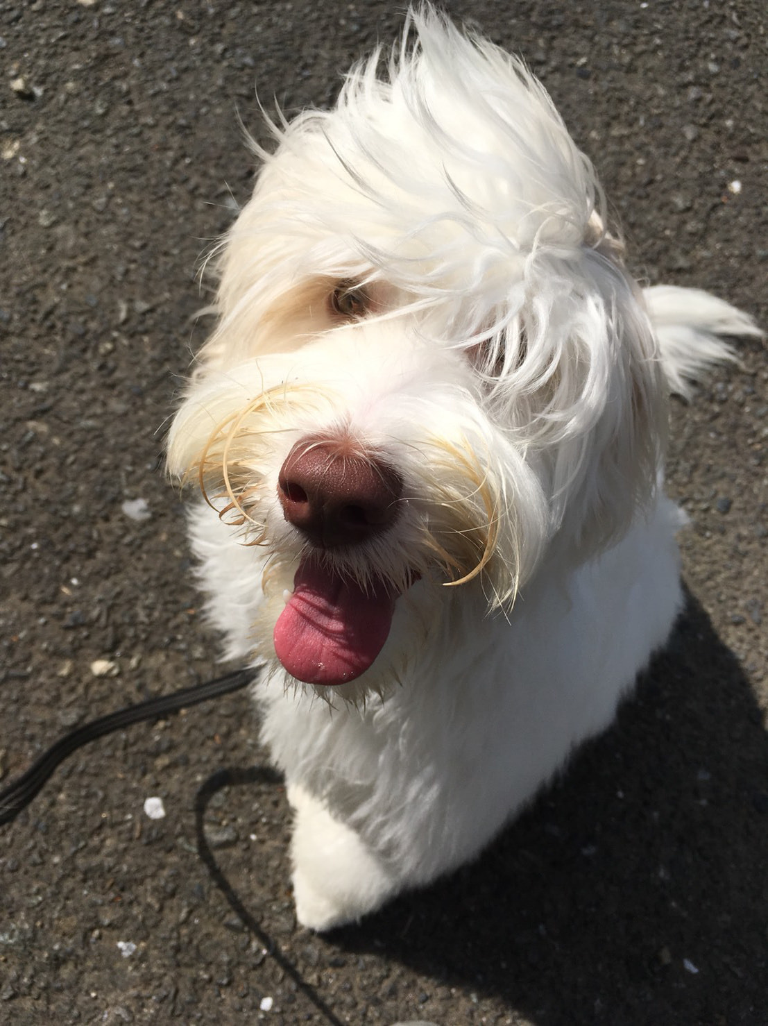 八王子の犬のしつけ訓練ドッグスクールマリン