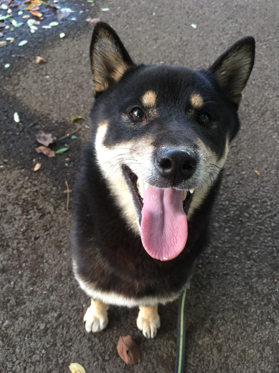 八王子の犬のしつけ訓練ドッグスクールマリン