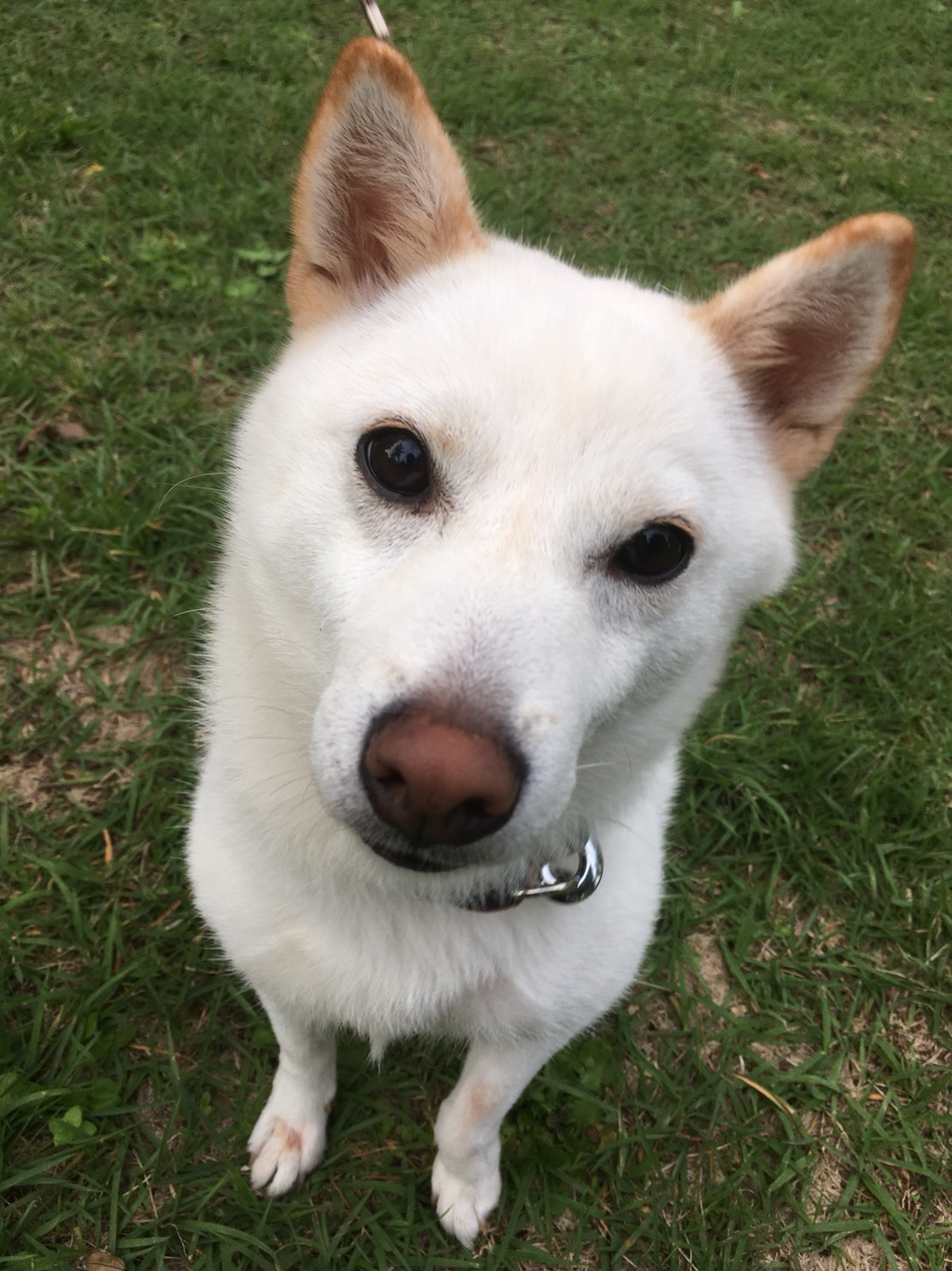 東京都八王子市の犬のしつけ訓練ドッグスクールマリン