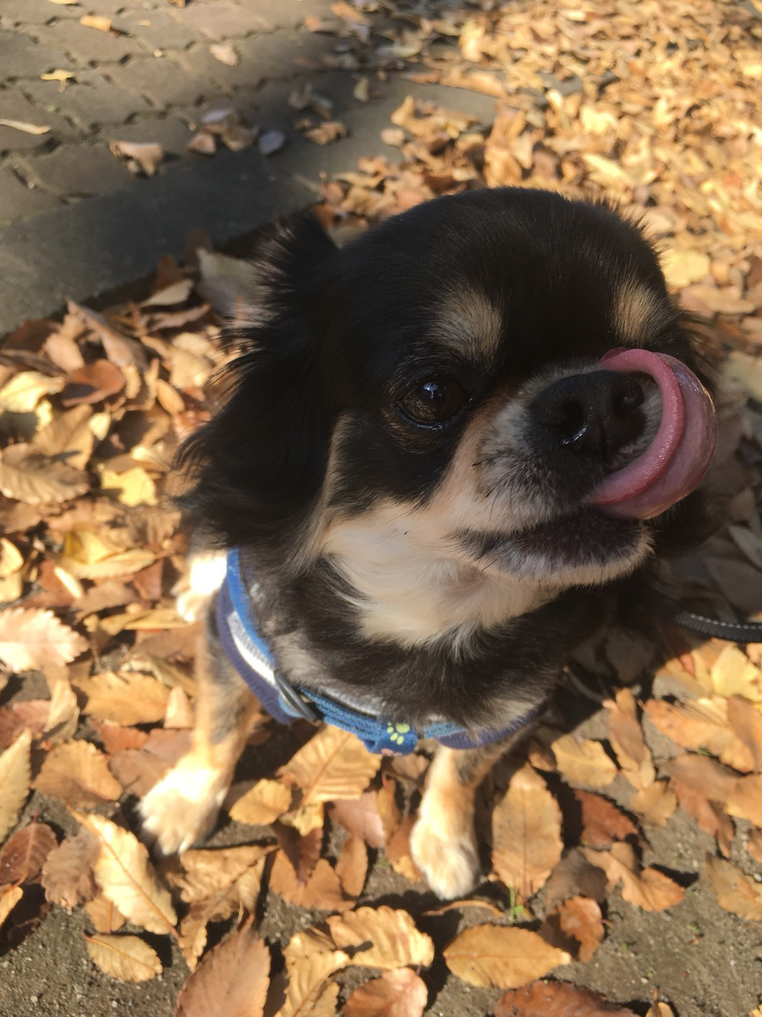 東京都八王子市の犬のしつけ訓練ドッグスクールマリン