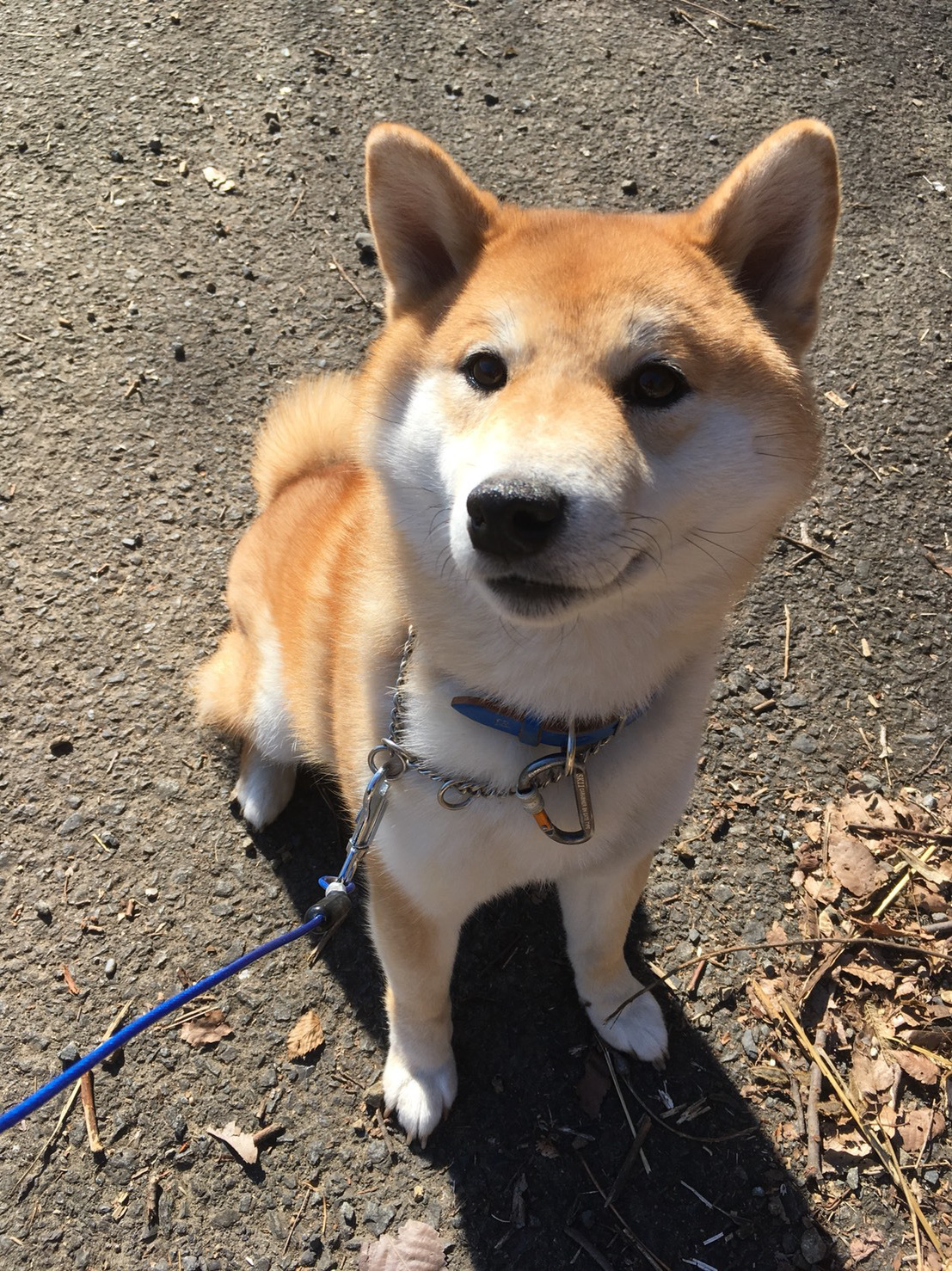 東京都八王子市の犬のしつけ訓練ドッグスクールマリン
