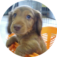 八王子市の犬のパピートレーニングドッグスクールマリン