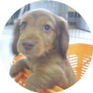 八王子市の犬のパピートレーニングドッグスクールマリン