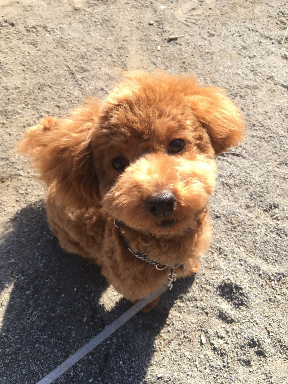 東京都八王子市の犬のしつけ訓練ドッグスクールマリン