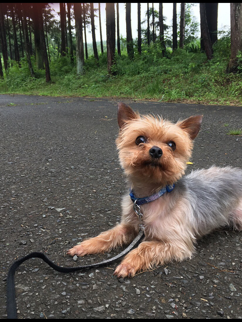 東京都八王子市の犬のしつけ訓練ドッグスクールマリン