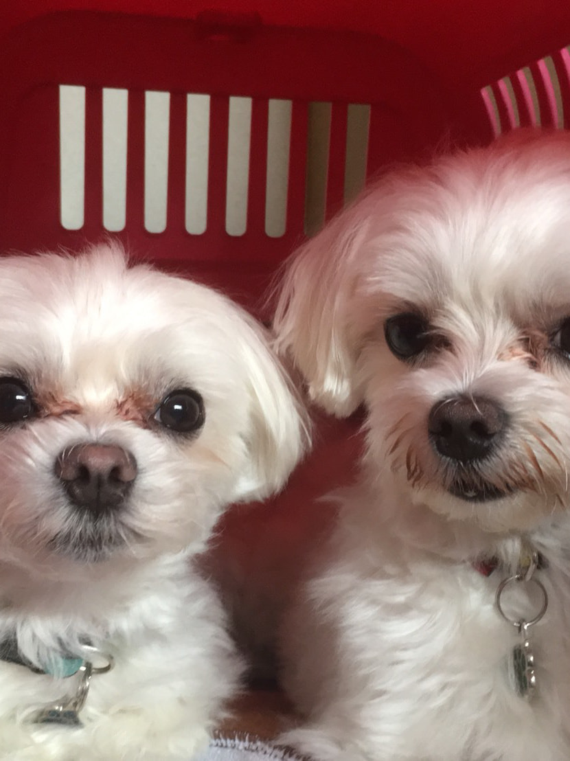 東京都八王子市の犬のしつけ訓練ドッグスクールマリン