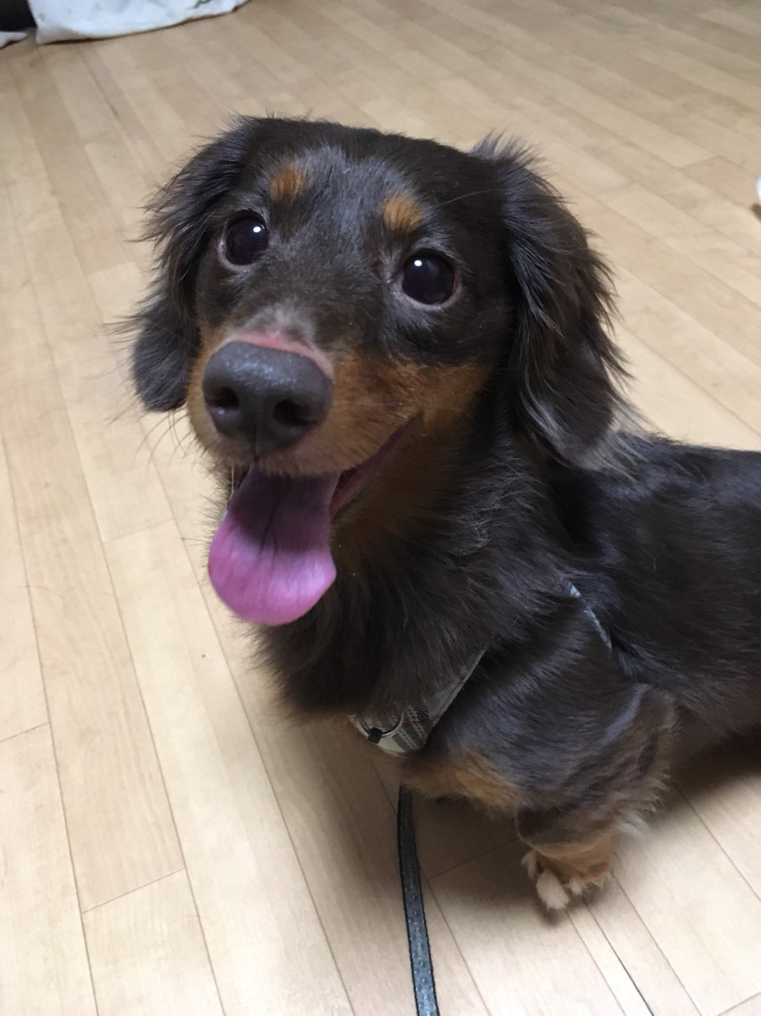 東京都八王子市の犬のしつけ訓練ドッグスクールマリン