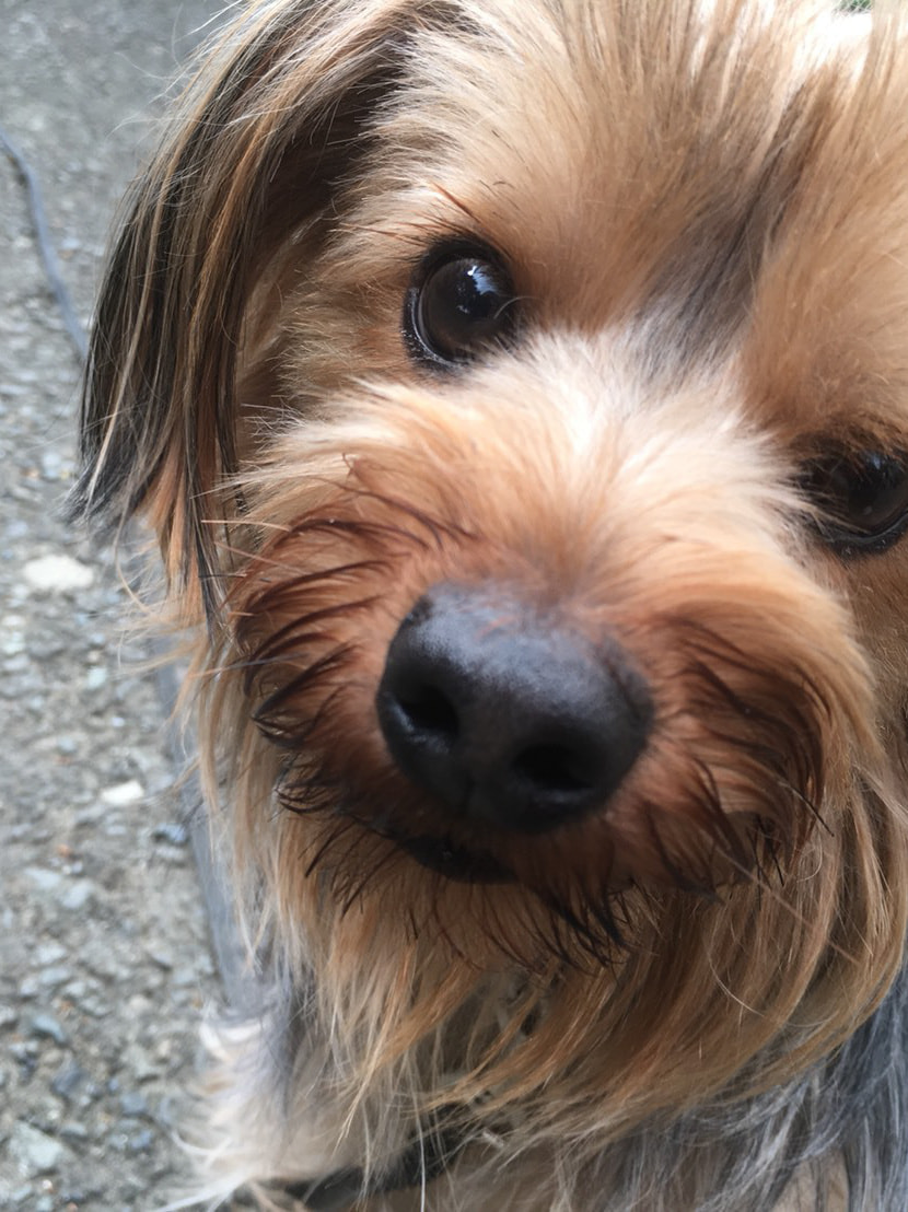 東京都八王子市の犬のしつけ訓練ドッグスクールマリン