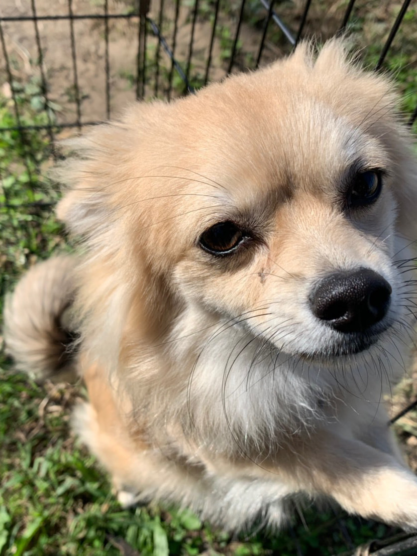東京都八王子市の犬のしつけ訓練ドッグスクールマリン
