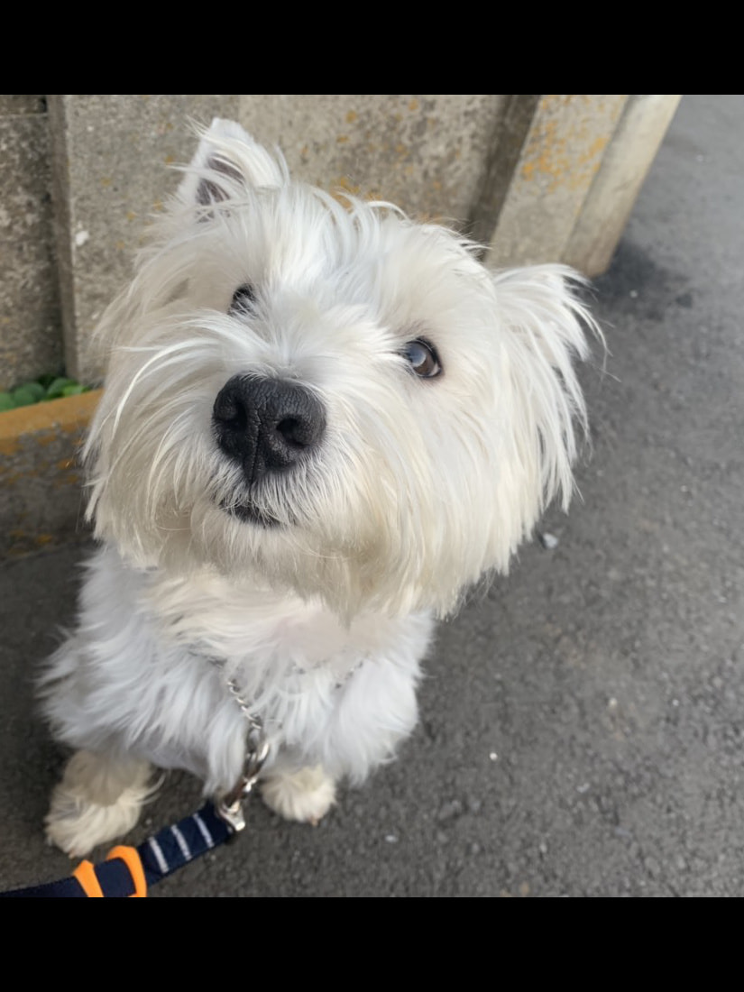 東京都八王子市の犬のしつけ訓練ドッグスクールマリン