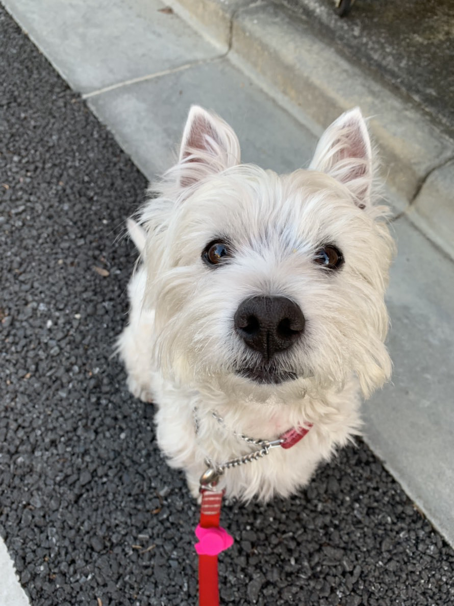 東京都八王子市の犬のしつけ訓練ドッグスクールマリン