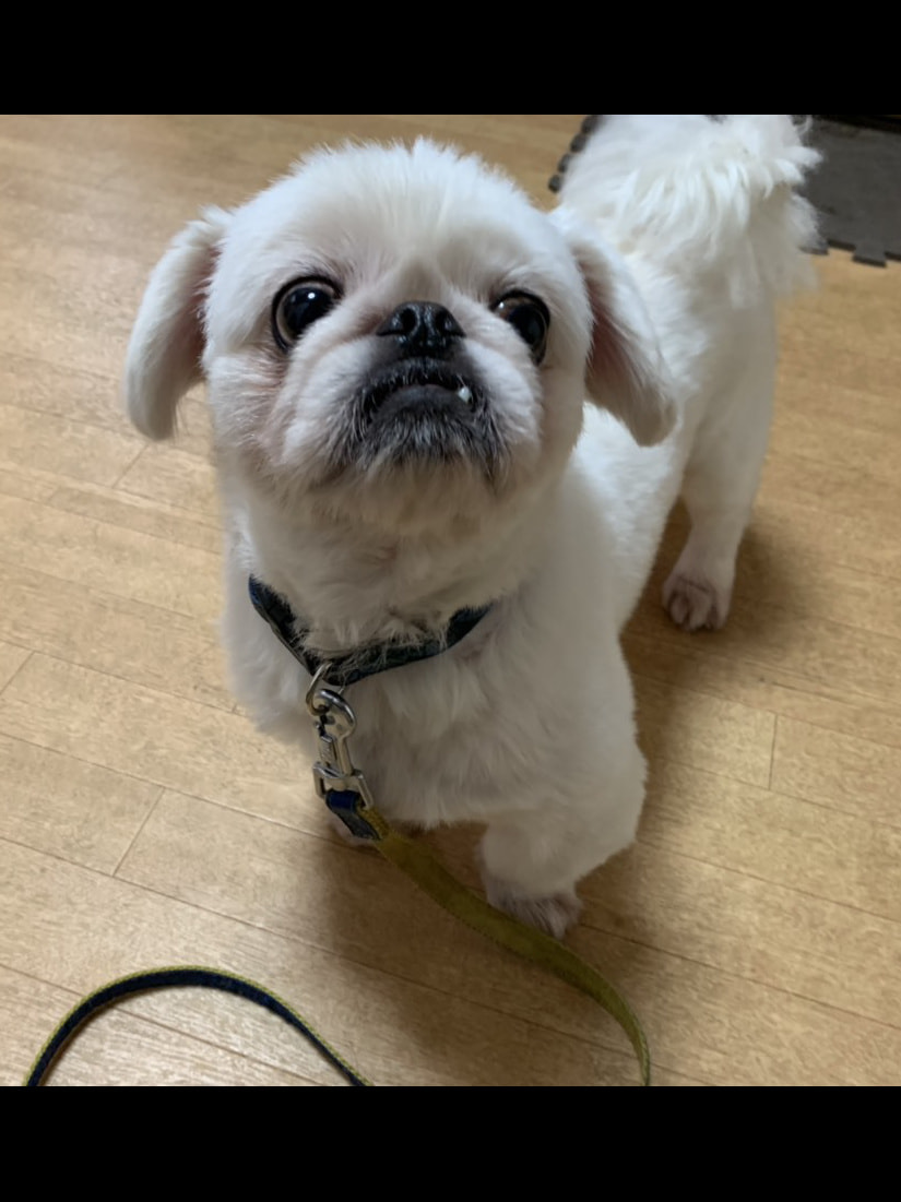 東京都八王子市の犬のしつけ訓練ドッグスクールマリン