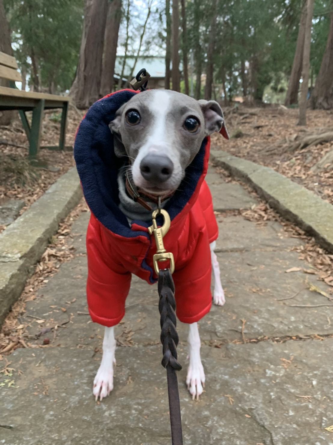 東京都八王子市の犬のしつけ訓練ドッグスクールマリン