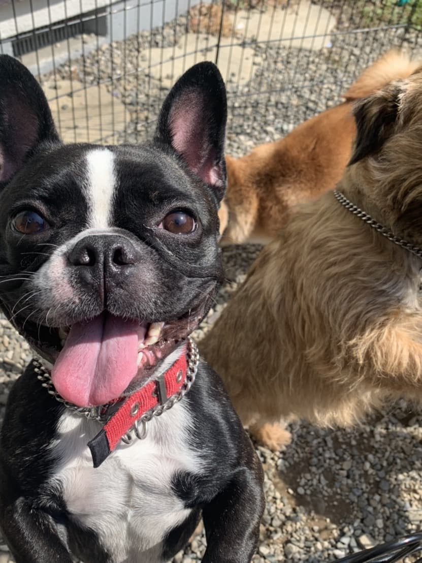東京都八王子市の犬のしつけ訓練ドッグスクールマリン