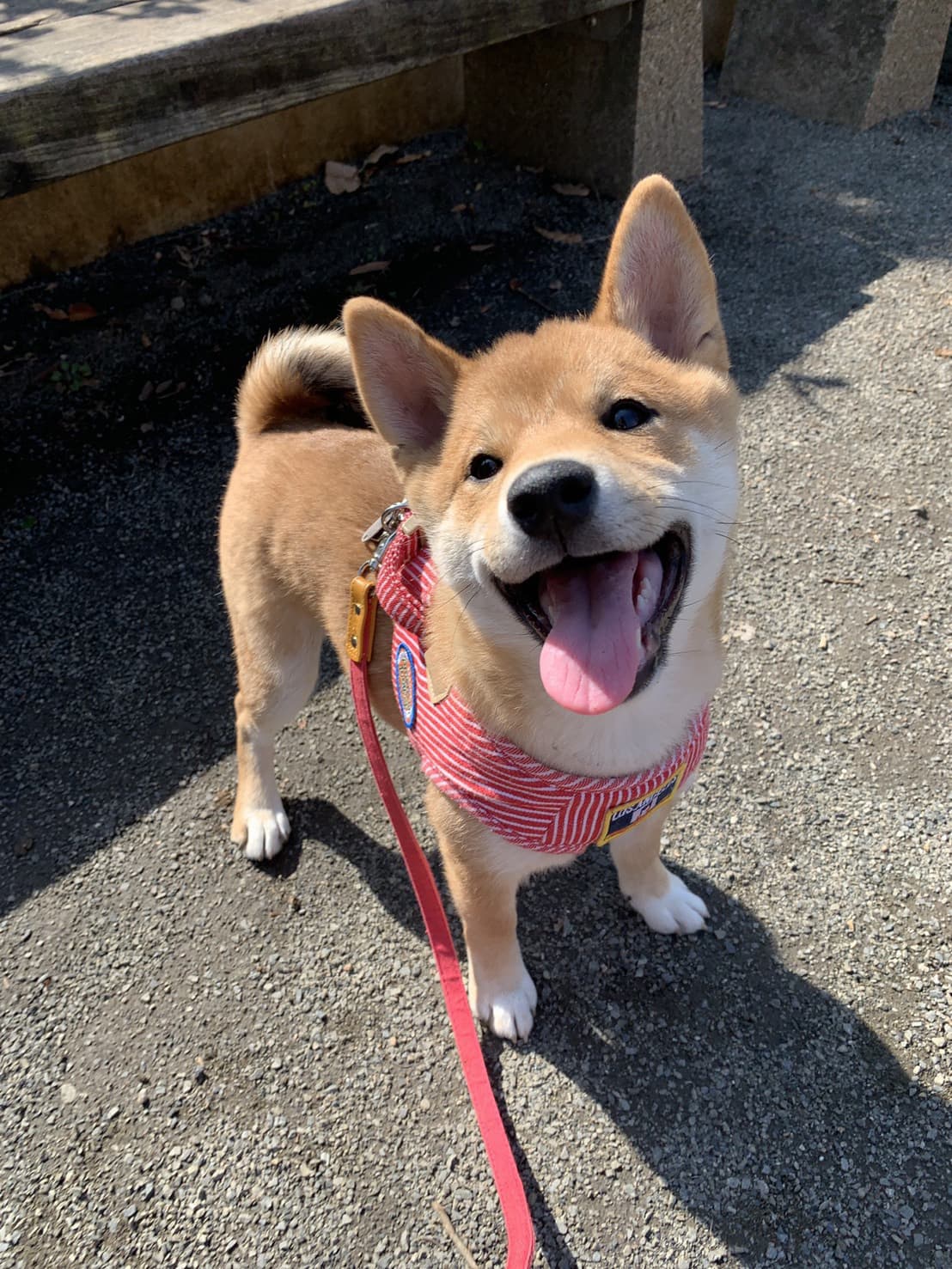 東京都八王子市の犬のしつけ訓練ドッグスクールマリン