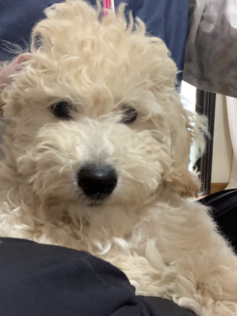 東京都八王子市の犬のしつけ訓練ドッグスクールマリン