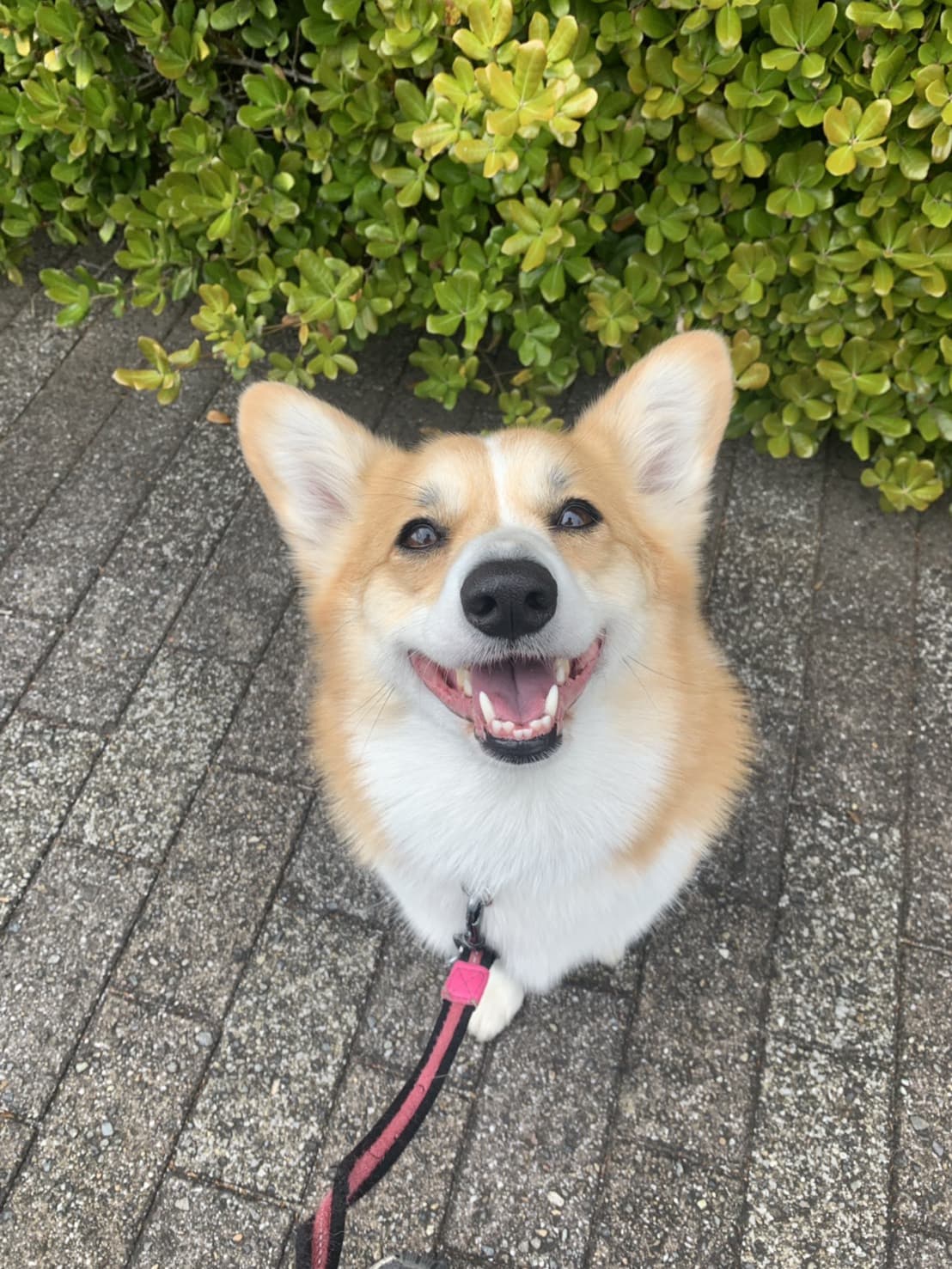 東京都八王子市の犬のしつけ訓練ドッグスクールマリン