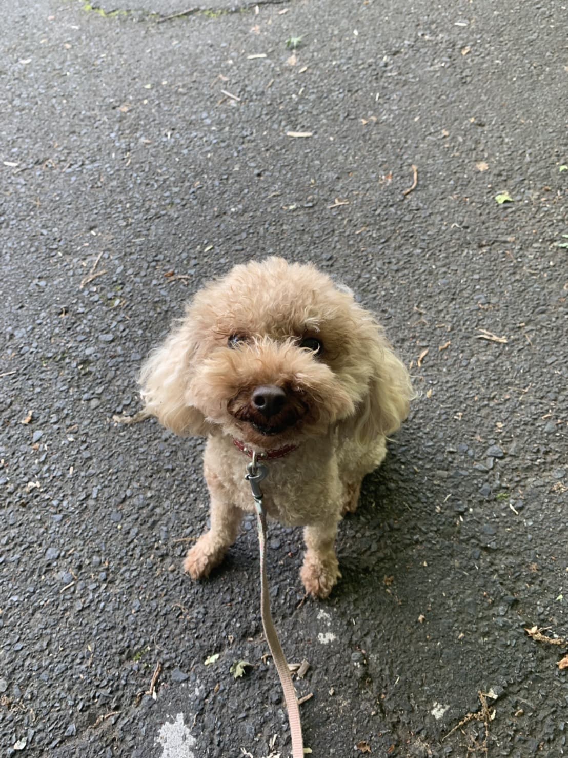 東京都八王子市の犬のしつけ訓練ドッグスクールマリン