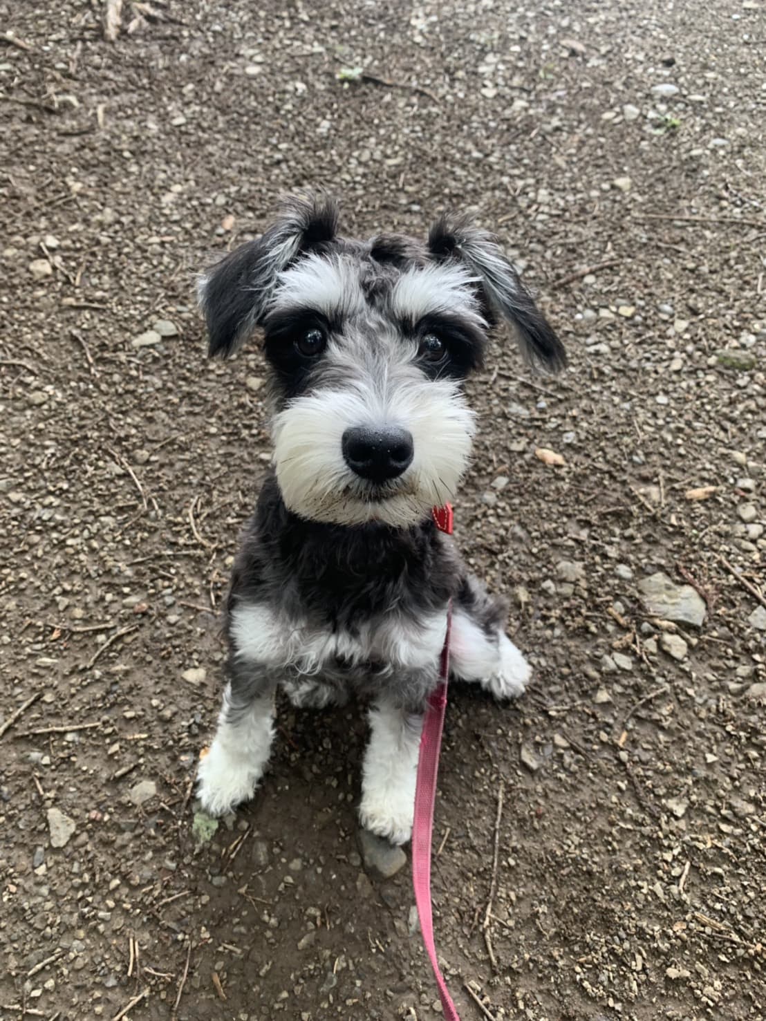 東京都八王子市の犬のしつけ訓練ドッグスクールマリン