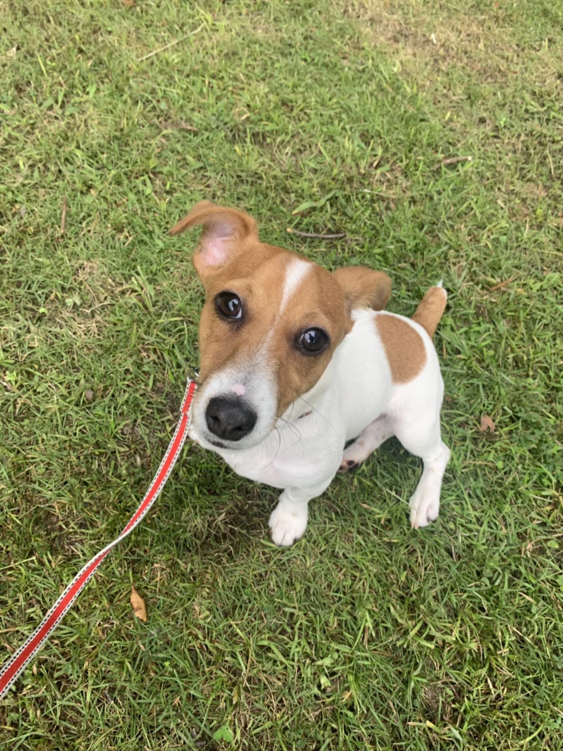 東京都八王子市の犬のしつけ訓練ドッグスクールマリン