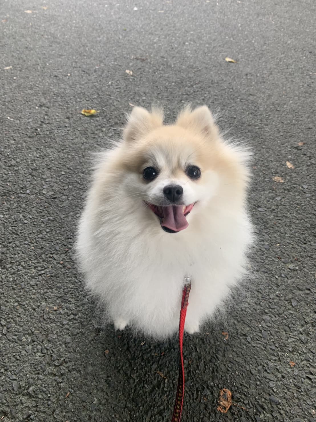 東京都八王子市の犬のしつけ訓練ドッグスクールマリン