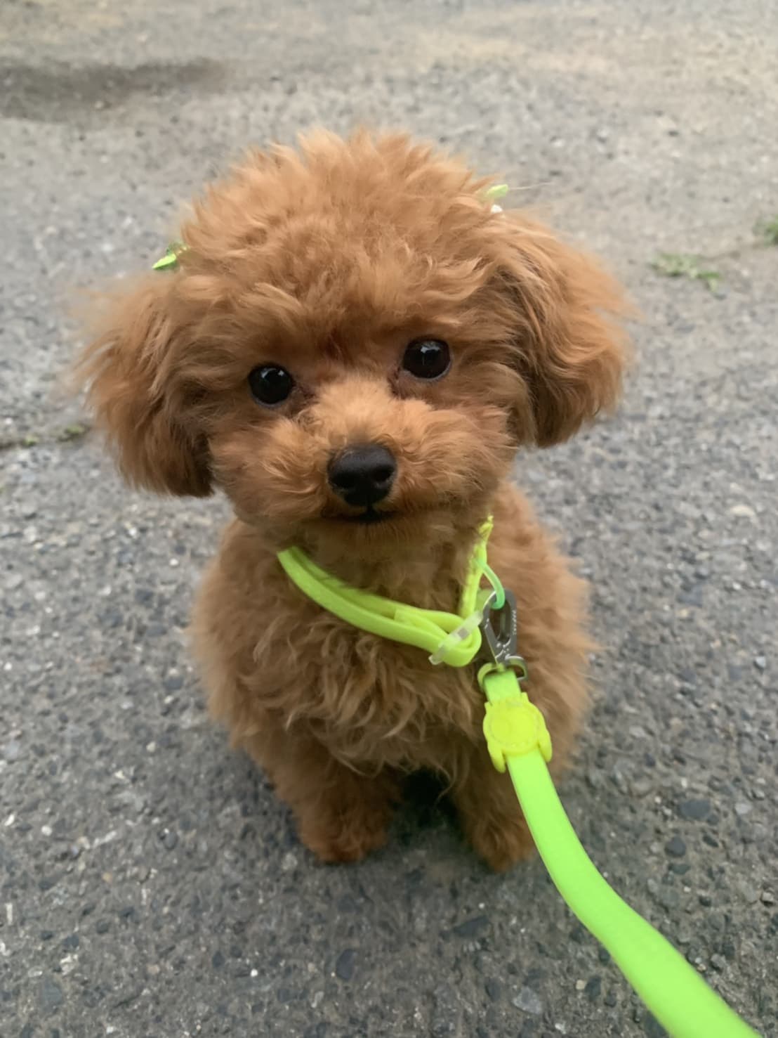 東京都八王子市の犬のしつけ訓練ドッグスクールマリン
