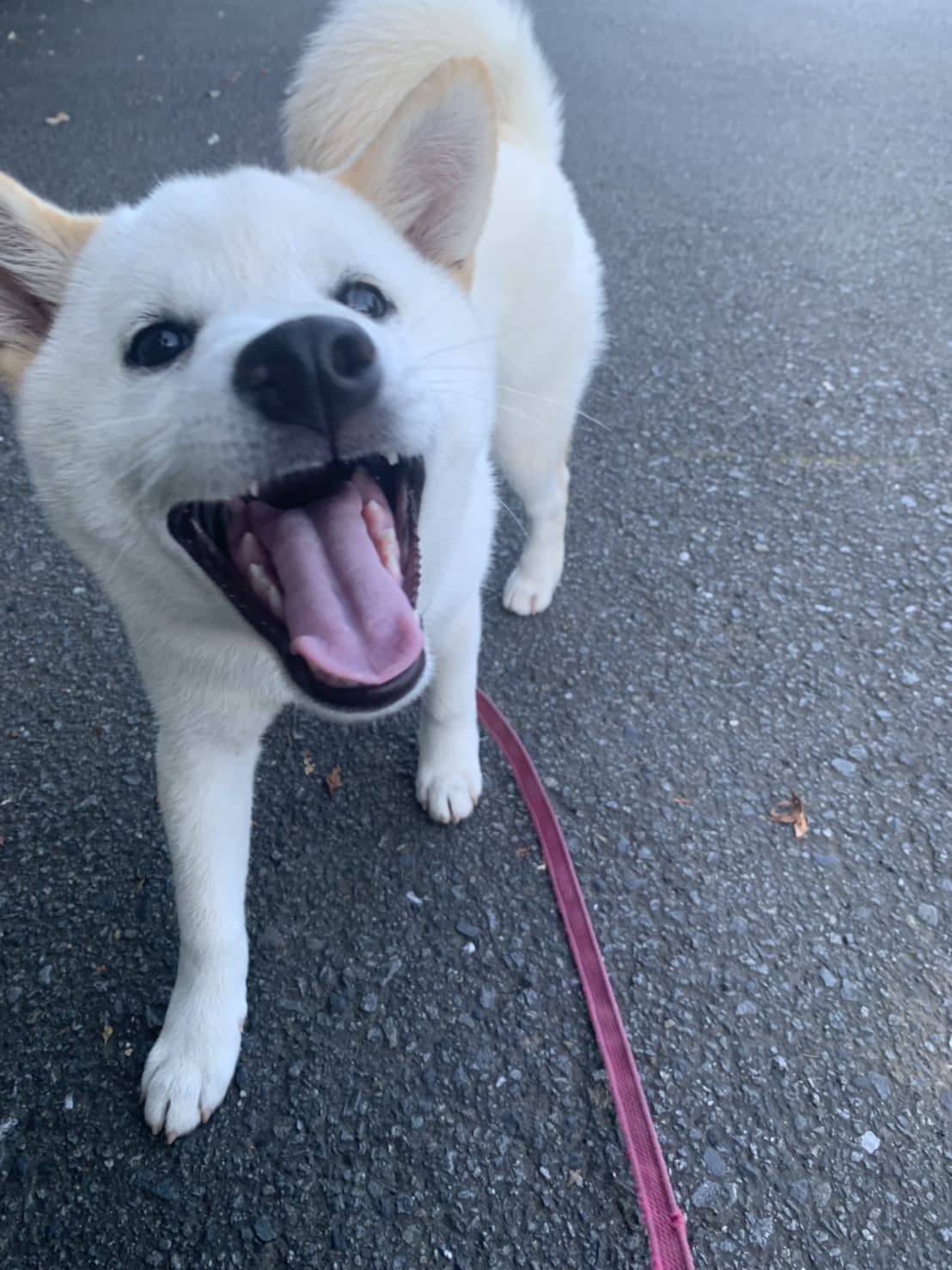 東京都八王子市の犬のしつけ訓練ドッグスクールマリン