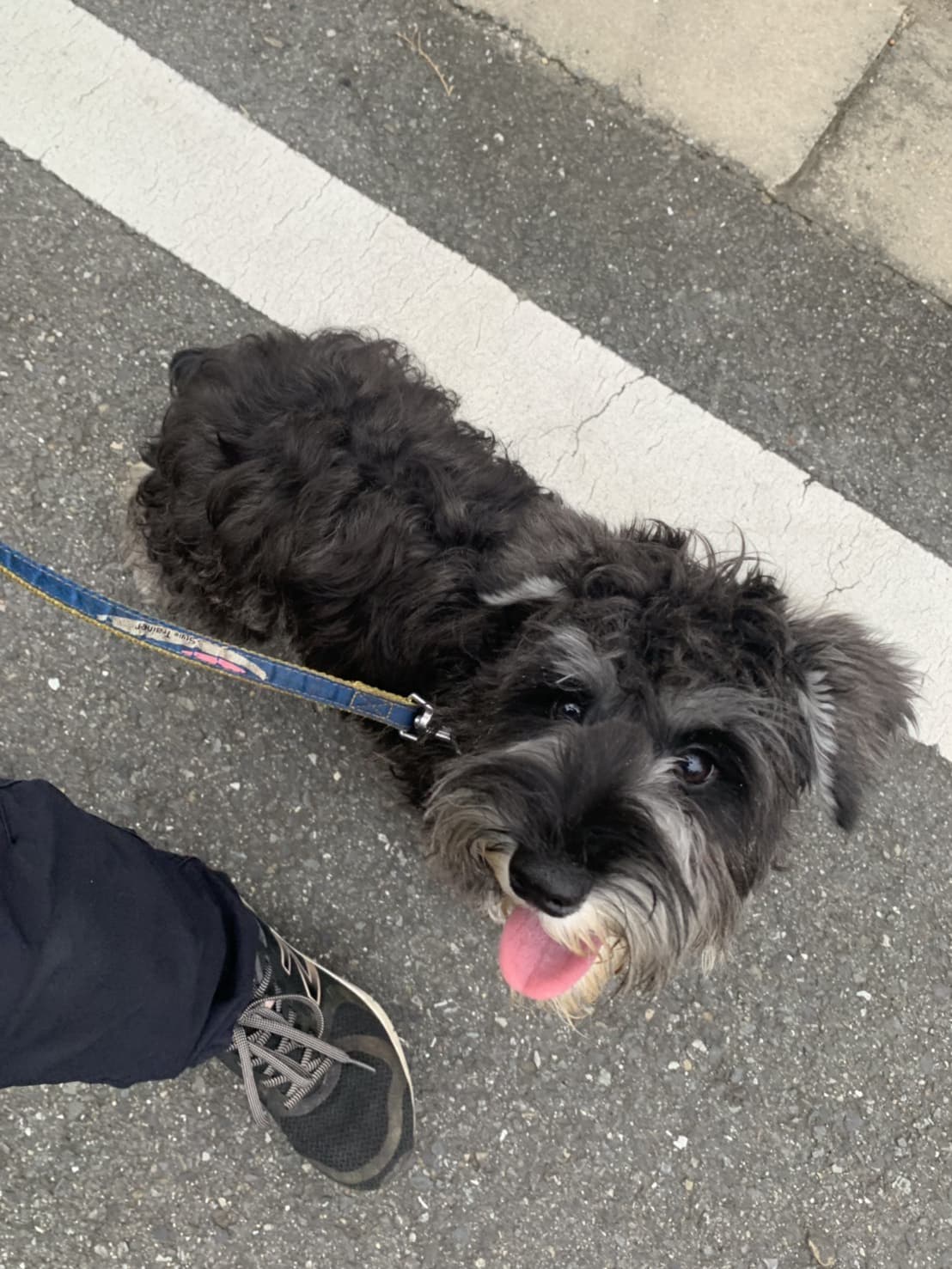 東京都八王子市の犬のしつけ訓練ドッグスクールマリン