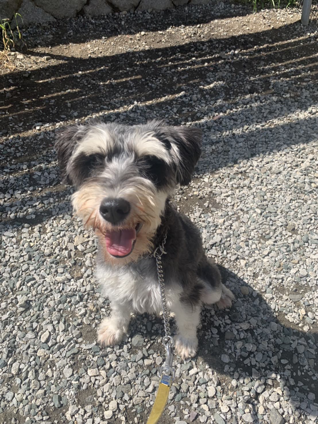 東京都八王子市の犬のしつけ訓練ドッグスクールマリン
